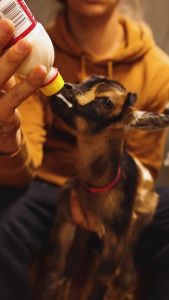 Sữa non thay thế sữa mẹ dùng cho trâu bò dê chó mèo túi 5 kg