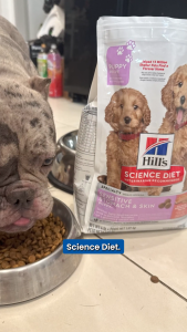 Hills Science Diet Puppy Sensitive Stomach & Skin Salmon & Brown Rice Recipe Dry Dog Food 1.8kg