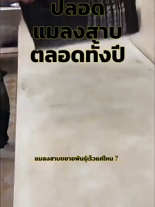 💥กำจัดทั้งรัง💥 ยาฆ่าแมลงสาบ กำจัดแมลงสาบ ยากำจัดแมลงสาบ ไล่แมลงสาบ ที่ดักแมลงสาบ ฆ่าแมลงสาบ แมลงสาบ กำจัด เหยื่อกำจัดแมลงสาบ เจลกำจัดแมลงสาบ ฆ่าแมลงสาบต่อเนื่อง เหยื่อแมลงสาบ ยาฆ่าแมลงสาป เจลฆ่าแมลงสาบ ดึงดูดแมลงสาบ cockroaches kille