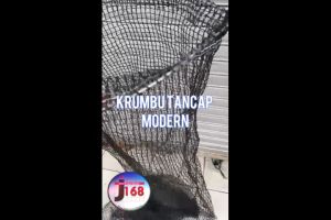 Krumbu Tancap koja tancap jaring korang untuk ikan hasil tangkap