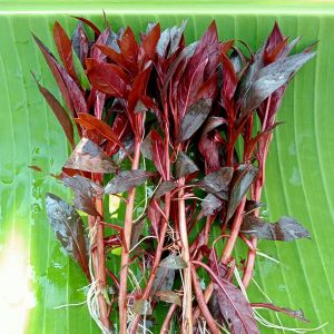 Ludwigia Glandulosa Tanaman Aquascape Hiasan Aquarium