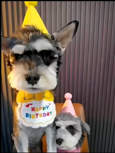 1set pet clothes merah/biru Pet Bibs & Hats pakaian pesta ulang tahun Set bib dan topi hewan peliharaan yang lucu