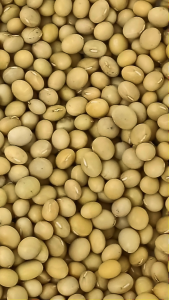 加拿大黄豆 500g Canada Soy Bean Non GMO