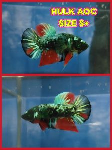 (Same as photo) Hulk AOC Junior Betta Fish Size S+ Ikan Laga Show Gred