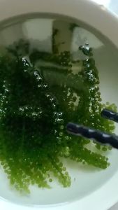 Rong Nho Tách Nước Phương Mai gói 100g mua 10 gói tặng 1 gói 100g  (rong nho làm từ rong nho tươi ngoan nhất)