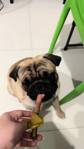 Luscious 375g Bare Kitchen Premium Ham Pet Sausage Treat High Quality Pet Sausage For Picky Eater Dogs and Cats