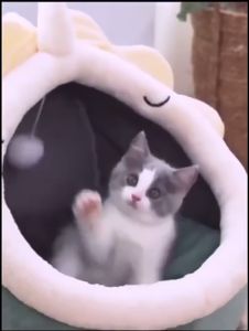 Lowest Price🔥Cat bed tempat tidur kucing Pet dog bed Foldable removable washable for Cat Dog House Indoor Cartoon Pet Nest