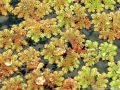 100g Bèo Hoa Dâu Mini Thủy Sinh Dể Nuôi, Cho Ốc, Vịt Gà Ăn. 