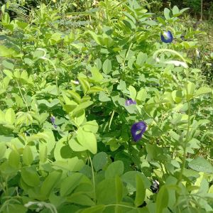 kembang Teleng (bibit) di polibag siap tanam