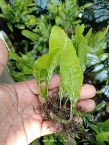 tanaman aquascape kadaka  java fern hiasan aquarium