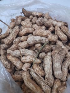 KACANG TANAH BASAH 1 KG SUPER TUA TUA FRESH