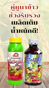 ชุดรับรวง เมล็ดเต่ง รวงเต็ม สะสมอาหาร เพิ่มแป้งน้ำตาล ข้าวรวงใหญ่ เมล็ดเต็ม น้ำหนักดี ขายได้ราคาดี