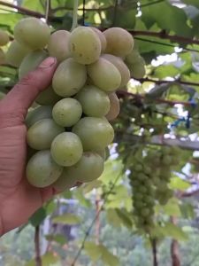 Bibit Anggur MS-01 | Anggur MS01 IMPORT GRAFTING Super Genjah