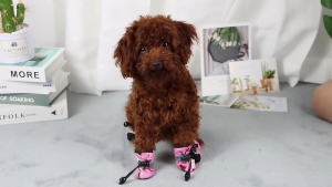 Giày Chó Mèo có dây rút chống tuột họa tiết khỉ nâu (hàng mới về) - Love Pets Shop