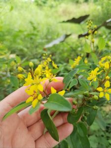 YELLOWbush flowering plantssssmakakakkaa seedling