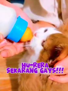Susu Kucing  Bayi Baru Lahir  Susu Untuk Anak Kucing Bayi Hingga Dewasa 0 -12 Gemuk