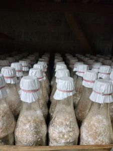 bibit jamur tiram coklat f1 botol murah meriah