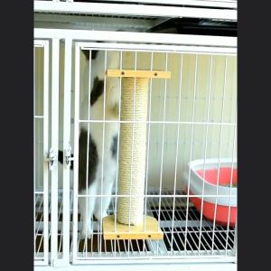 Cat Scratcher Dinding | Garukan Kucing | Cat Scratcher