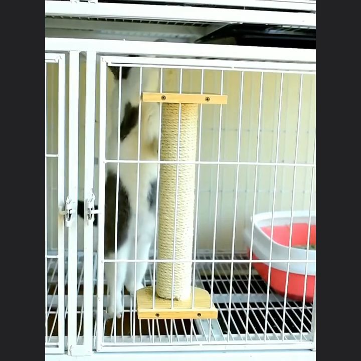 Cat Scratcher Dinding Garukan Kucing Cat sratcher Lazada Indonesia