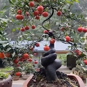 盆景专用肥料 金弹子专用肥料 缓释肥 控释肥 Special fertilizer for bonsai Diospyros cathayensis slow-release fertilizer