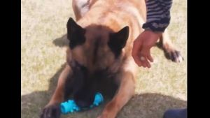 ของเล่นสุนัข บอล ลูกบอล ของเล่นสัตว์เลี้ยง ของเล่นสุนัข ของเล่นสุนัขโต ของเล่นหมา เชือกกัดสุนัข กระดูกแทะสุนัข กระดูกซิลิโคน