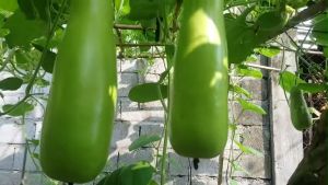 SULIT PACK! F1 UPO TAMBULI (10pcs seeds) SUPER LONG/BOTTLE GOURD/HIGH GERMINATION RATE/EASY TO PLANT/HIGH YIELDING
