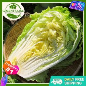 Green House® - Chinese Cabbage Seeds for Planting Vegetable Plants (50 Seed) incl. Planting Instruction Hybrid F1