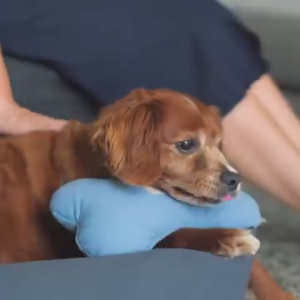 FuzzYard LIFE Bone Dog Toys with Squeaker - Soft & Durable | Available in 5 Colors & 2 Sizes (S/L)