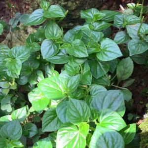 obat herbal daun sirih cina segar daun suruhan ketumpang air 100gr