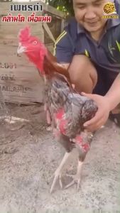 โปรสุดคุ้ม ชุดเลี้ยงไก่ สะสมพลังงานก่อนชน5วัน พลังเหลือล้น เพชรดำจิกตี2กระปุก แถมเพชรดำจิกตี1กระปุก สินค้าจัดส่งจากบริษัทของแท้100% สินค้าพร้อมจัดส่ง