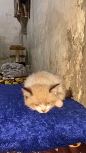 ROYAL CARE DIARE  Obat Kucing Diare Mencret 10ml