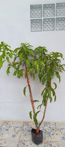 มะม่วงน้ำดอกไม้สีทองถุง6×12ลำต้นสูง110-130ซ.ม