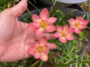 ศ.หัวดอกบัวดิน อวบหวาน หัวละ 50 บาท