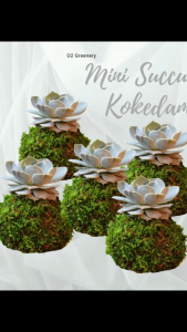 O2 Greenery |Kokedama Ball Design with different plants|Real Live Plant|Moss Ball|Staghorn Fern|Aphelandra Fittonia苔藓苔玉球
