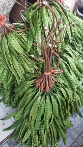 PETE SEGAR SUPERAN HARGA PER 5 LONJOR /MUTIARA HIJAU99 /PETE TUA SUPER /PETE SEGAR BERKUALITAS/PETE SUPER KUALITAS PILIHAN/PETAI SEGAR/PROMO PETE MURAH/PETE DAERAH JAWA BARAT/PETE MURAH/PETAI TUA MURAH/PETE JAWA/PETE WONOGIRI/SAYURAN SEGAR/LALAPAN MENTAH