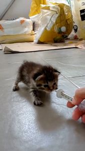 ถูดสุด จุกป้อนนมแมว จุกป้อนนมสัตว์ จุกนมกระรอก ใช้ได้กับสัตว์เลี้ยงลูกด้วยนม นิ่มมาก เกรดอาหาร ล้างด้วยน้ำร้อนได้