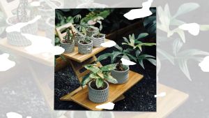 Chậu cây cảnh mini để bàn chậu Xi măng Decor Chậu bonsai chính hãng Cori PL10 11x8.5cm trồng cây cảnh sen đá xương rồng Chậu Decor Cây Cảnh Đa Dạng Màu Sắc - Lazada