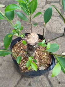 Bonsai Kimeng Pugagan Murah Uk Setang Motor
