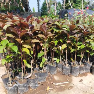 Bibit Tanaman Herbal Daun Ungu Atau Daun Wungu