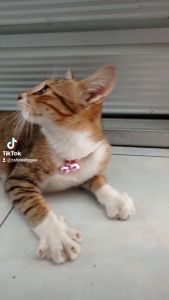 KALUNG KUCING NAMA LONCENG LUCU KALUNG KUCING KALUNG MUSANG KALUNG ANJING
