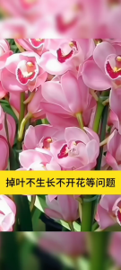 #SG Local#Succulent Special Granular Fertilizer for Fattening and Coloring Indoor Household Potted Plant Fertilizer Nitrogen Phosphorus Potassium Slow Release Succulent Fertilizer