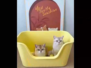 กระบะทรายแมว ขอบสูง ไซส์จัมโบ้ พร้อมที่ตัก ขนาด 47x40x20 cm.