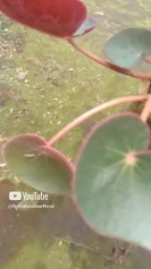 Tanaman Hias Bunga Begonia & Mangkok Begonia Murah