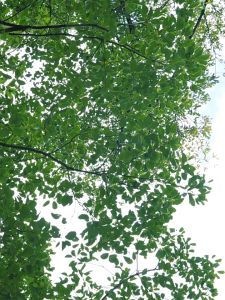 โต๊ะแคมป์ปิ้ง โต๊ะสนาม ม้วนเก็บได้ พับเก็บได้ กลางแจ้ง ในร่ม แคมป์ปิ้งปิกนิก พกพาสะดวก จัดส่งไว