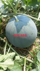 Hạt Giống Dưa Hấu Lai F1 WM-888 NUMBER ONE (Gói 20gr) - Trái tròn vỏ sọc mờ thịt chắc ruột đỏ đậm (NSX 2028)