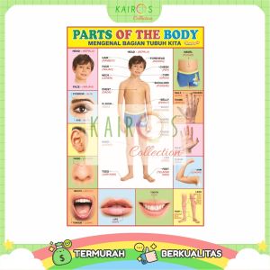 Poster Edukasi Belajar Anggota Tubuh