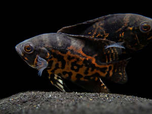 Tiger Oscar/Ornamental fish/Freshwater/Readystock