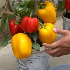 พริกยักษ์หวาน คละสี เมล็ดพันธุ์พริกยักษ์หวาน 100 เมล็ดปลูกง่าย โตไว ผลดก