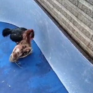 Sepasang Bungkus Patuk Ayam Laga Zeorfarm