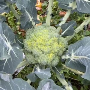 200 เมล็ด เมล็ดพันธุ์ บล็อคโคลี่ สีเขียว บล็อคโคลี่ บร็อค เมล็ดพันธุ์ผัก เมล็ดผัก เมล็ดพืช ผักสวนครัว นำเข้าจากต่างประเทศ ปลูกผัก สวนครัว ถูกดี